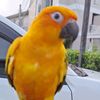 papappsunconure