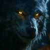 darkwolfdarknes