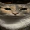 omptimus_prime