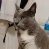 jotatorico