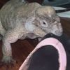 reptilewildfire