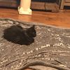allie_and_panther