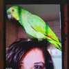 theo_papagaio19_anaflor