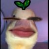 rnyy65