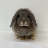 the4bunnies1