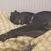 tessgh2