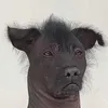 phantanhau1