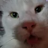 carolsalmon0