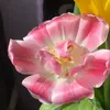 heli_anneli