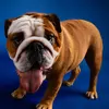 clashthebulldog
