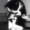 kat.thek1ttycat