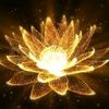 whispersoflotus