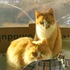 anfisa_and_maksa