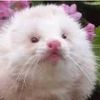 ferretjesus