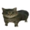baldcat