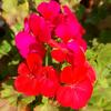 flor.naturaleza