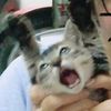 catshushue