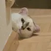 bwschtiyee
