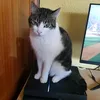 dreklina