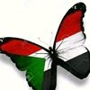 butterfly_ali0