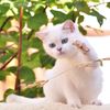 cute88cats