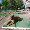 ciko_lele