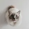 kuysniben10__