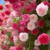 thuvan222