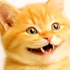 nickahj