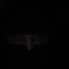 bialaszzb