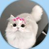 m.asfiya26