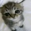 eeejjjiiikk