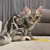 british_shorthair_tabby