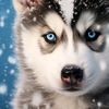 dima_aa3