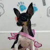 pinscher.luna