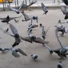 a........ah