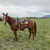 horsecowboy