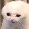 angrycatcod
