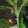 ombulow