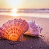 shellbythebay0