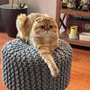 Cat Pushkin