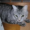 rokisolo8