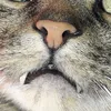 nachtglocke