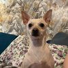 janiece_recovery_shark