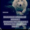 elmeddin_alisov