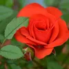 rebeccaroberts37