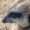 pandorapandabear