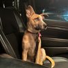 dblshotofwhiskeypuppy
