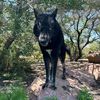 kylo_the_wolfdog