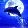 delfin22232425